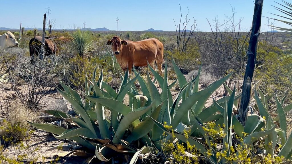 Il reste des vaches au ranch - Source : mezcalreviews.com