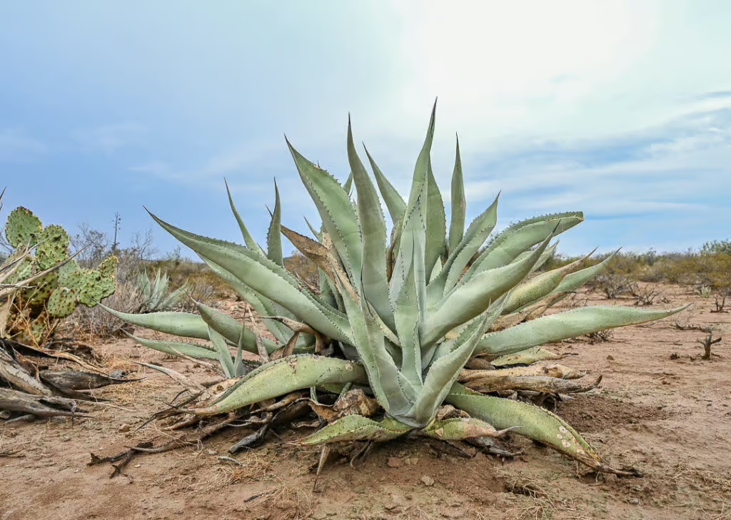 Agave Lamparillos - Source : mezcalitas.com