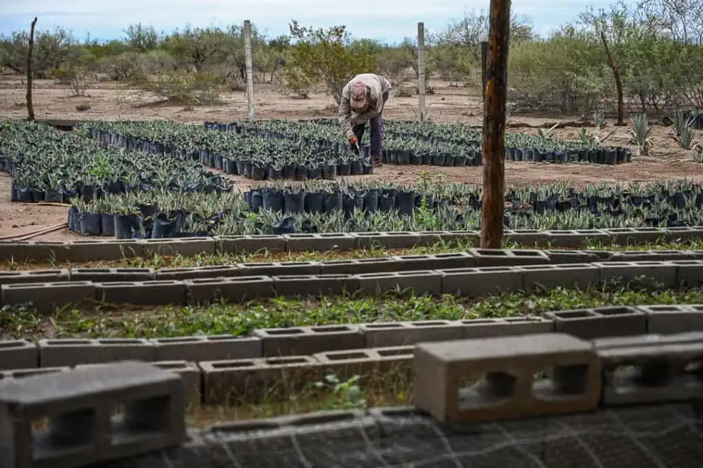 Nursery des futures Lamparillos. Source : mezcalitas.com